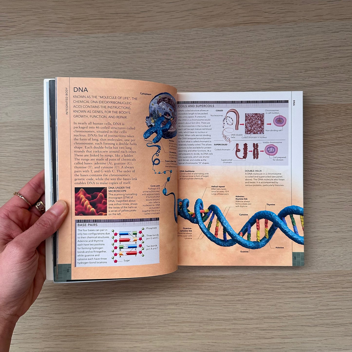 The Concise Human Body Book | An Illustrated Guide