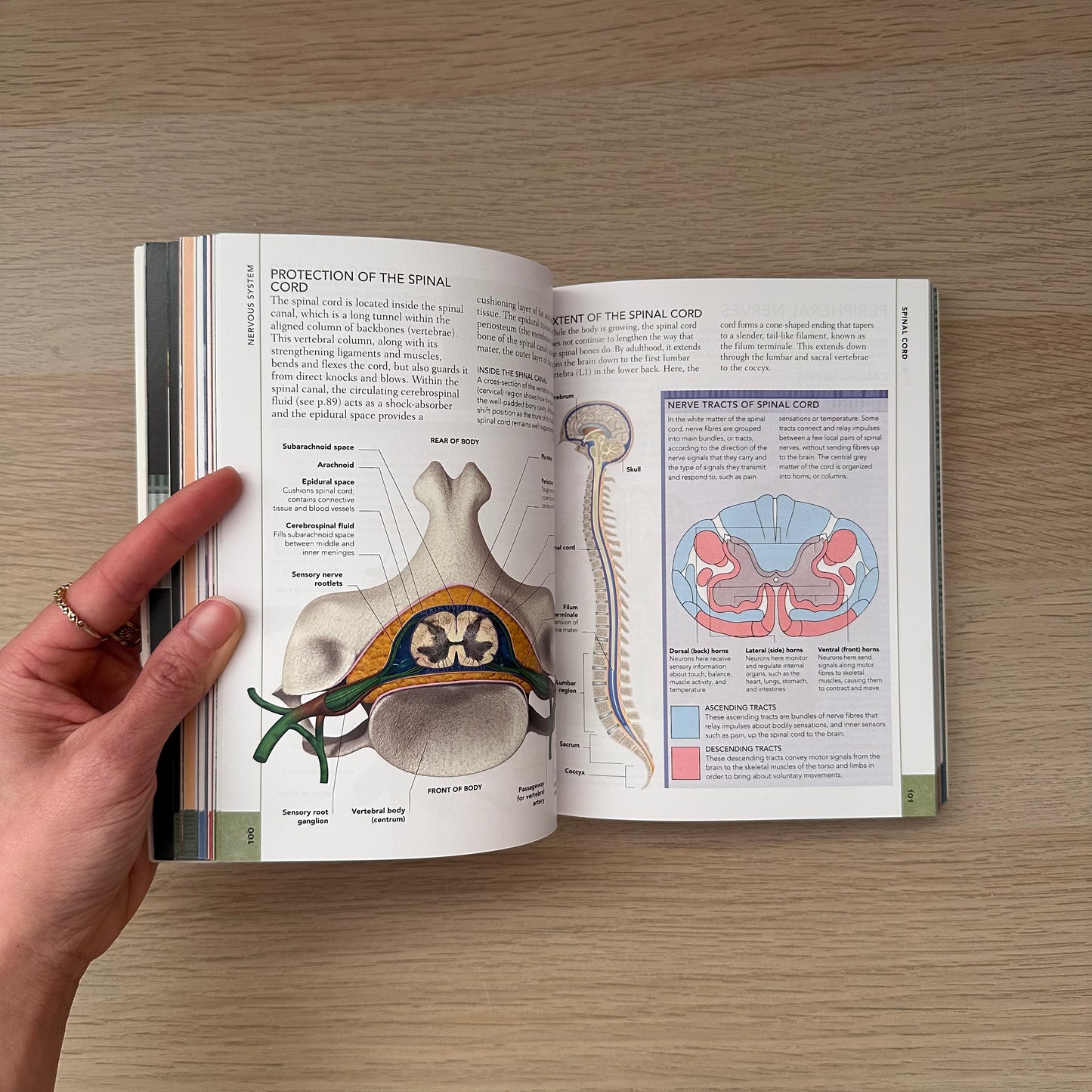 The Concise Human Body Book | An Illustrated Guide