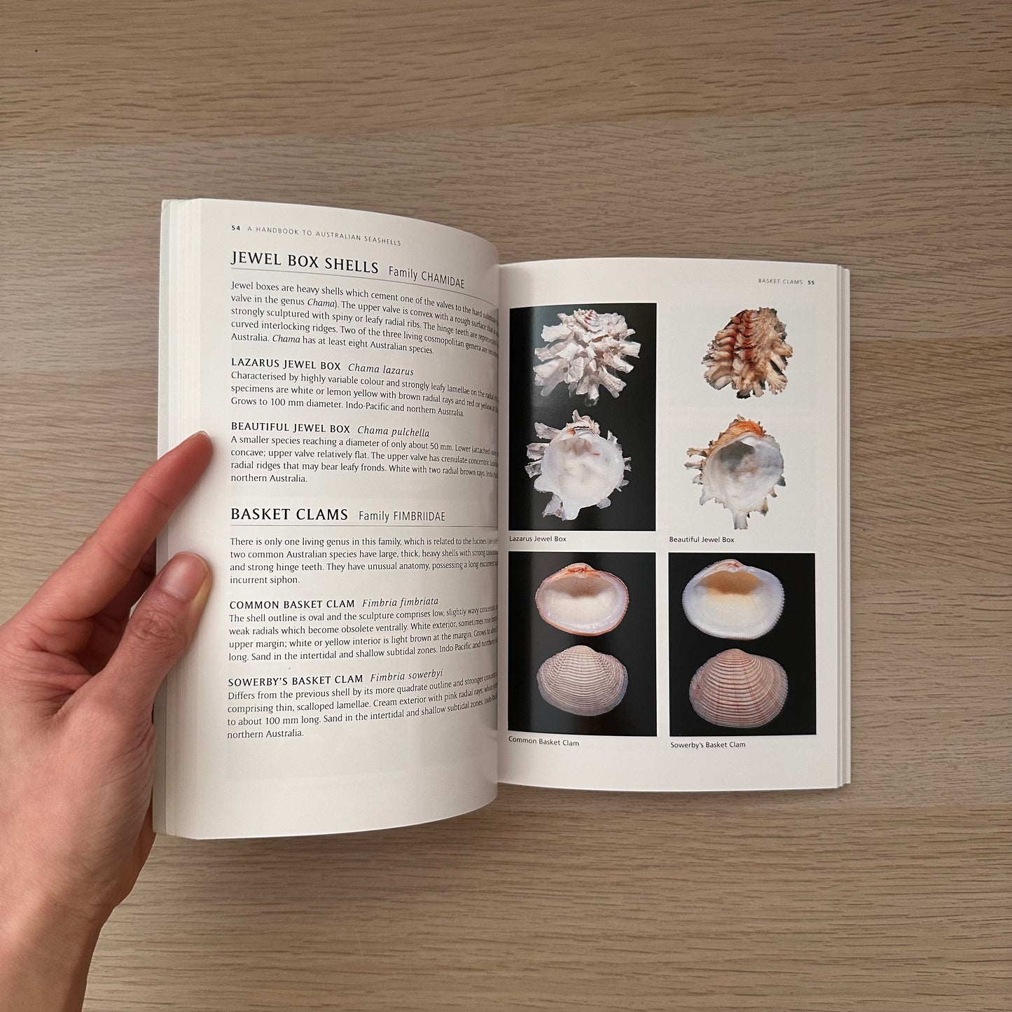 Seashells | Barry Wilson