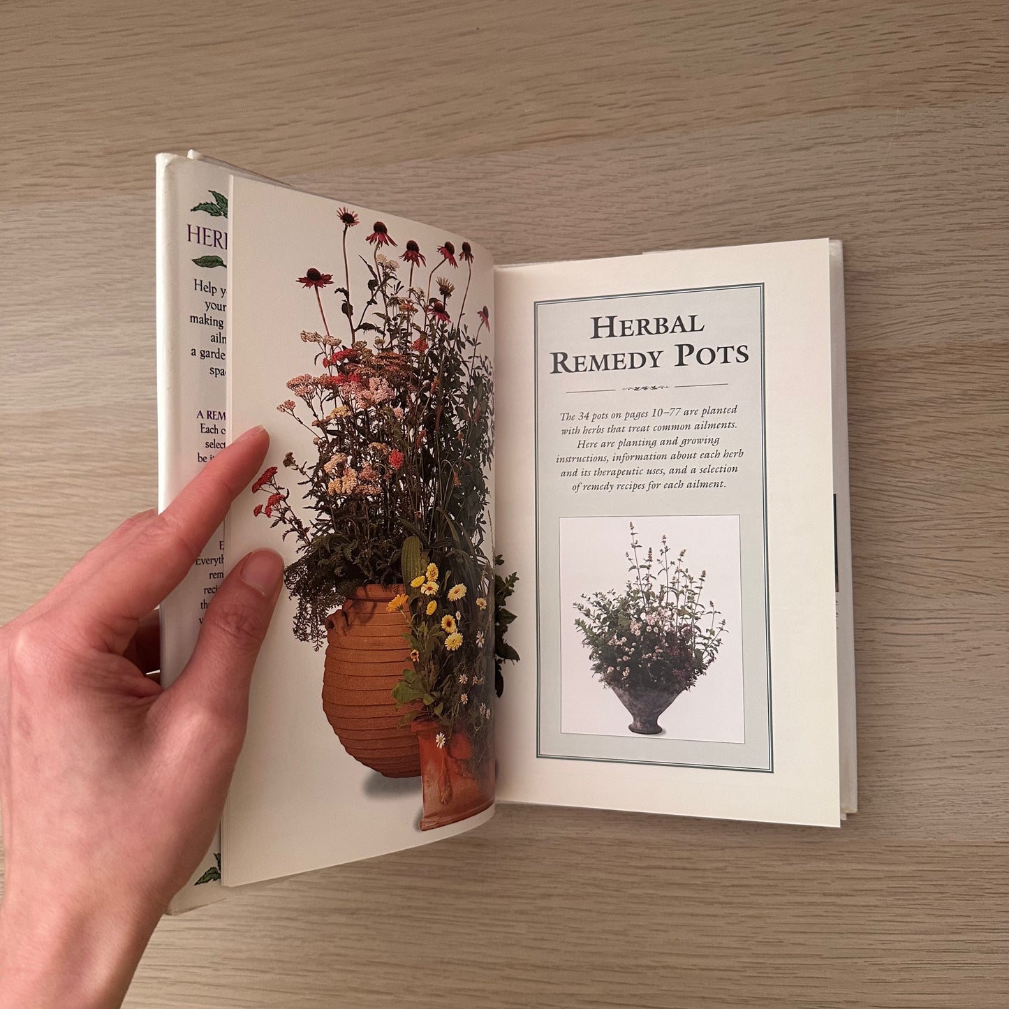 Herbal Remedies in Pots | Effie Romain & Sue Hawkey