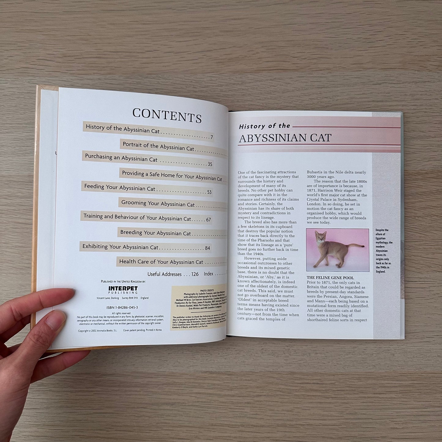 Abyssinian Cat | Virginia N. Tidwell