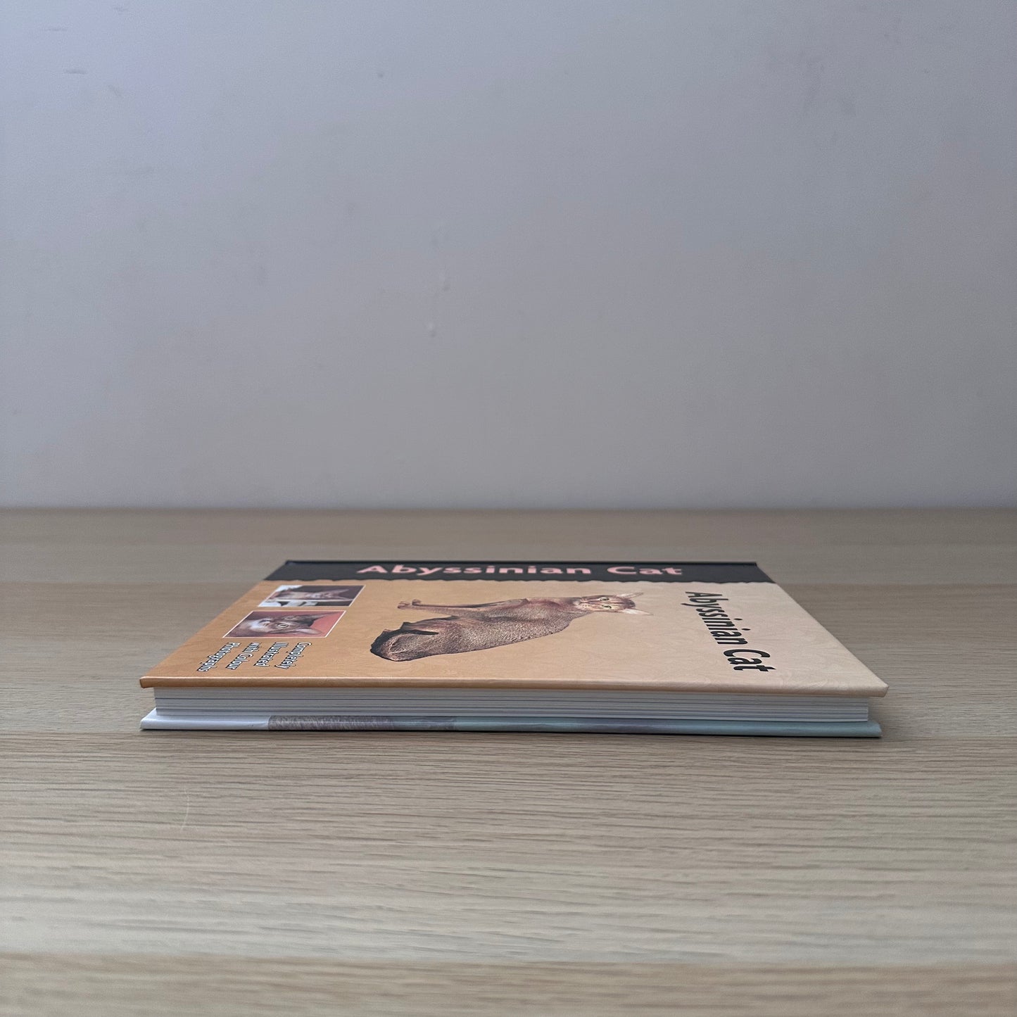 Abyssinian Cat | Virginia N. Tidwell