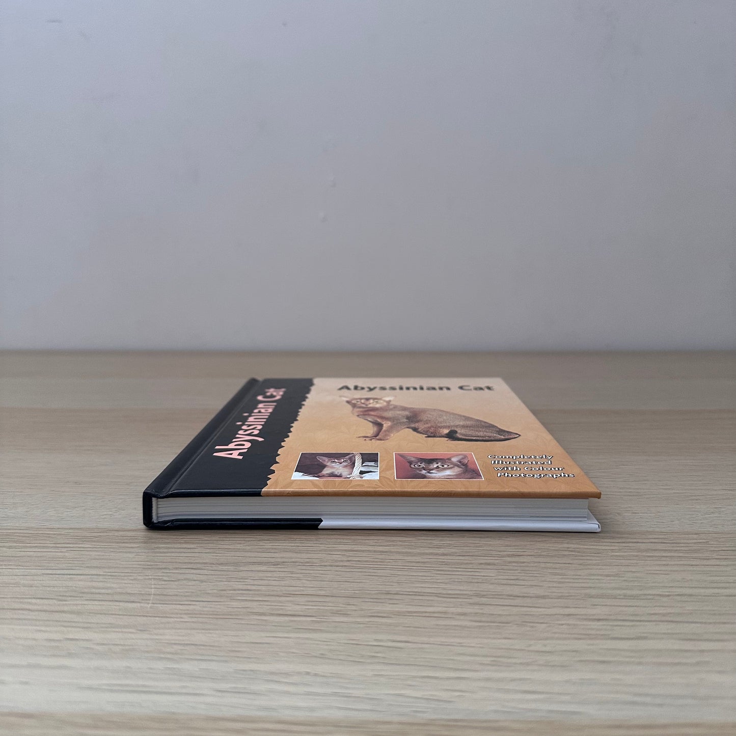 Abyssinian Cat | Virginia N. Tidwell