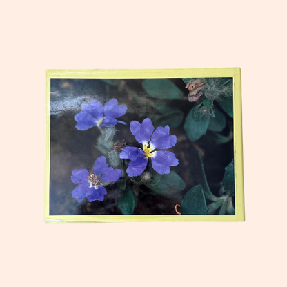 Australian Native Gardening Made Easy | 1986 | Dick Chadwick