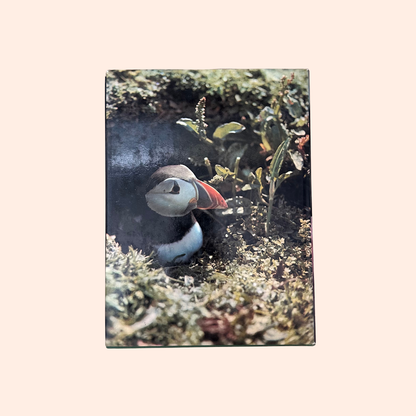 The World of Birds | 1971 | Malcolm Ellis