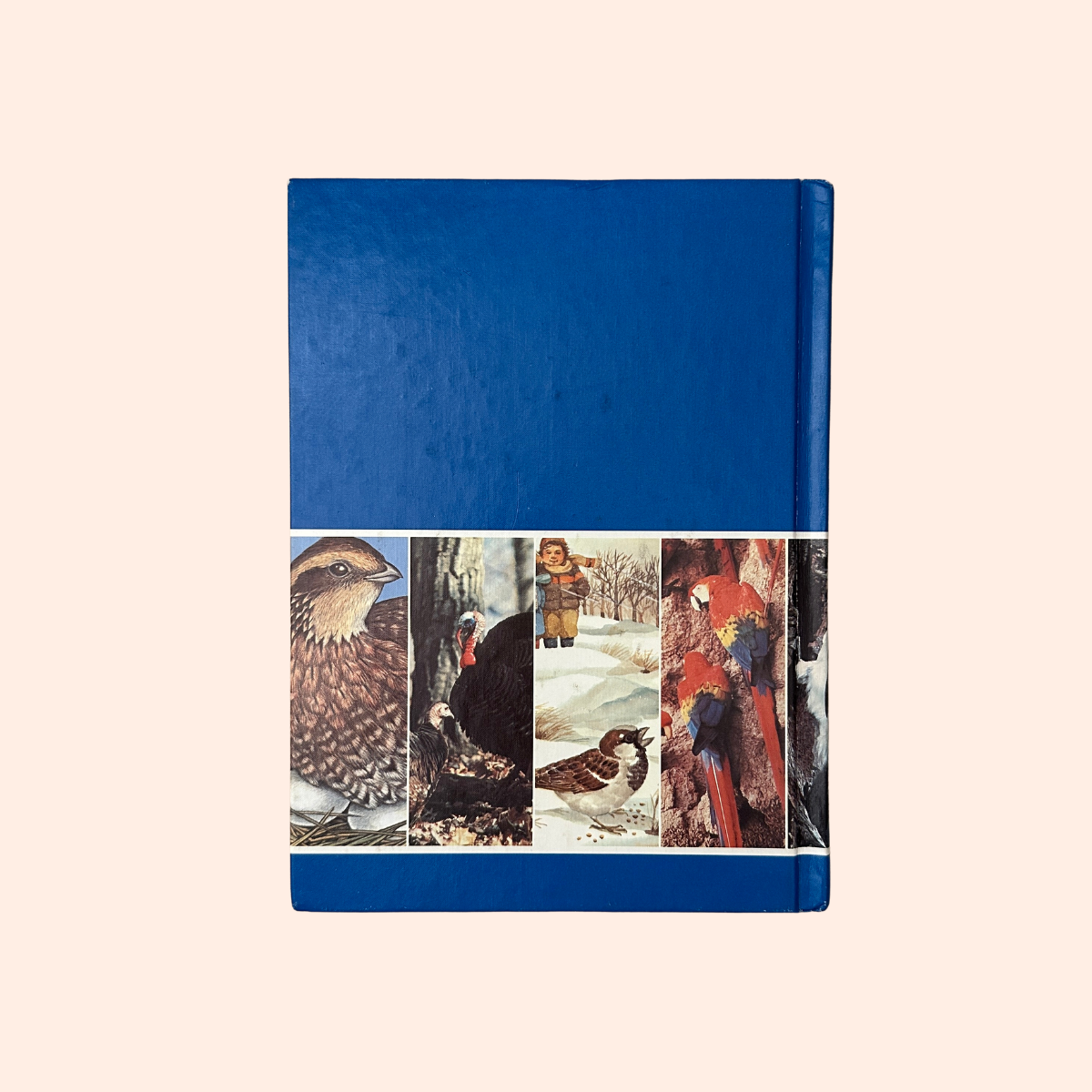 Feathered Friends | Supplement to Childcraft - The How and Why Library | 1983 | Childcraft