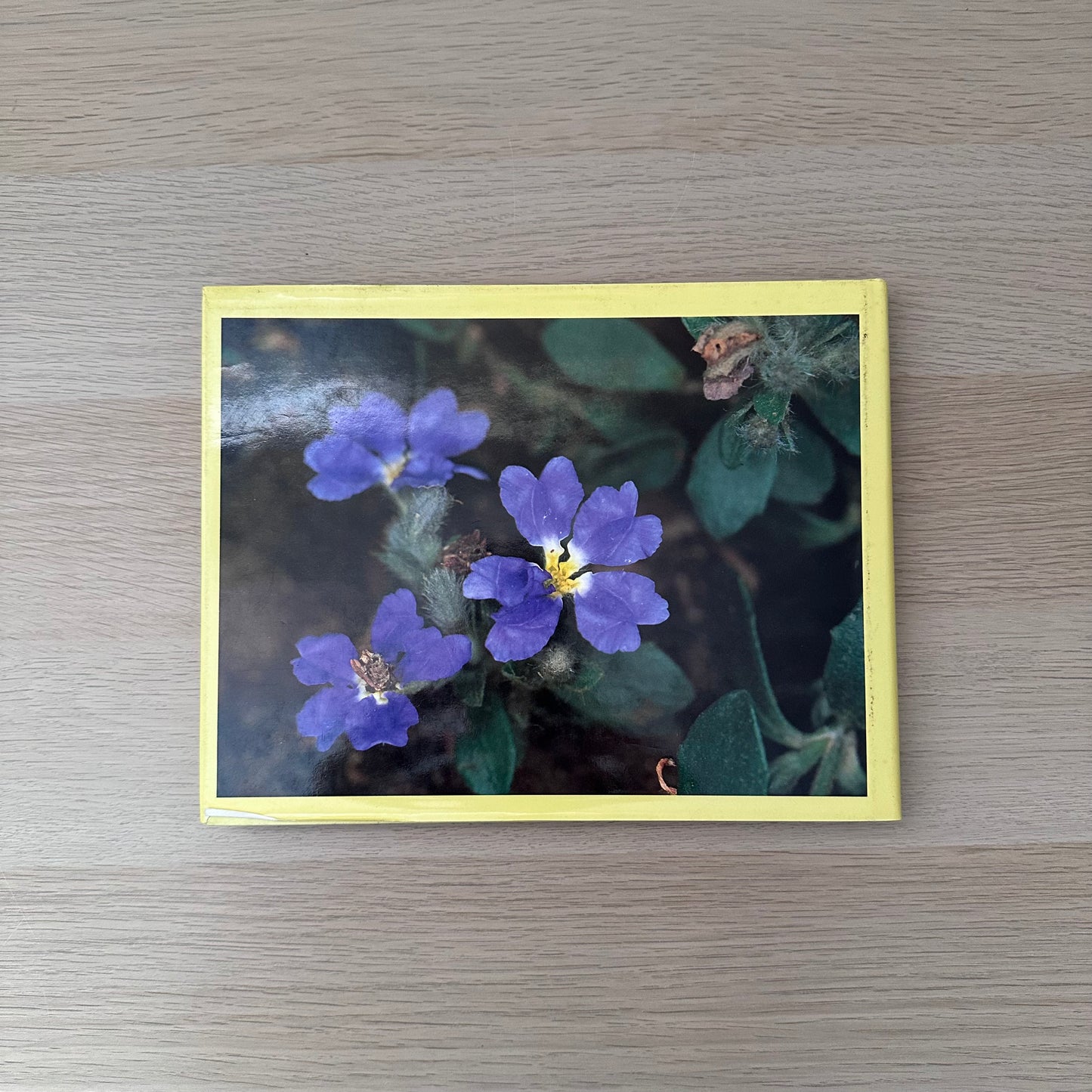 Australian Native Gardening Made Easy | 1986 | Dick Chadwick