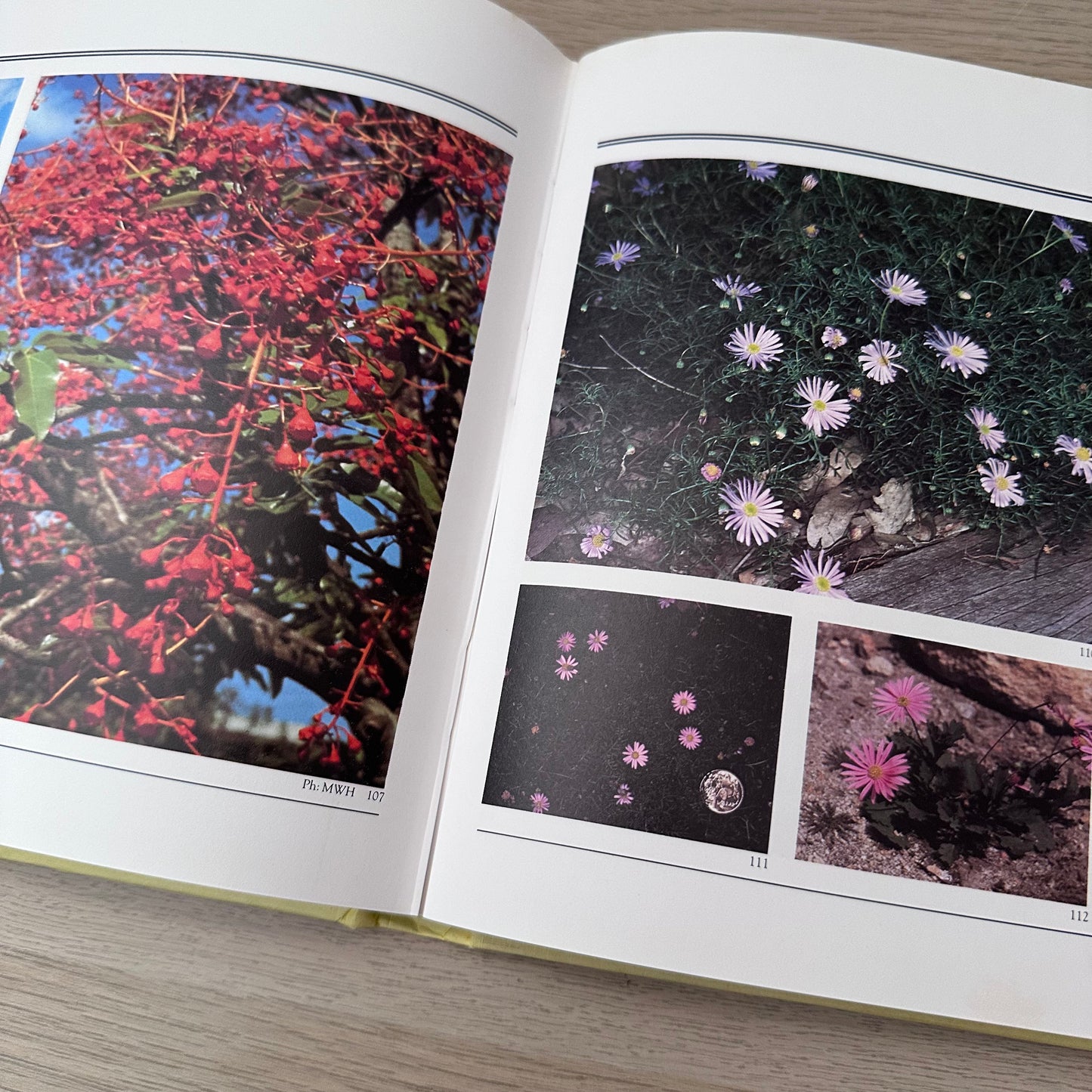 Australian Native Gardening Made Easy | 1986 | Dick Chadwick