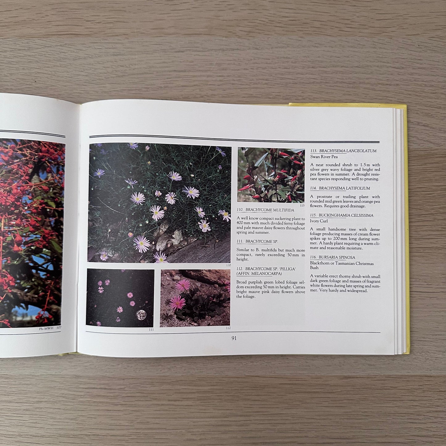 Australian Native Gardening Made Easy | 1986 | Dick Chadwick