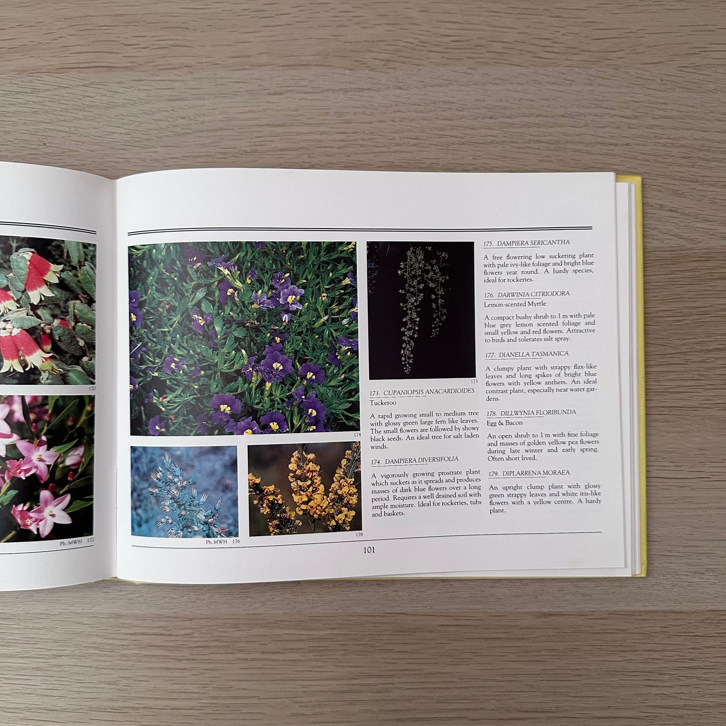 Australian Native Gardening Made Easy | 1986 | Dick Chadwick