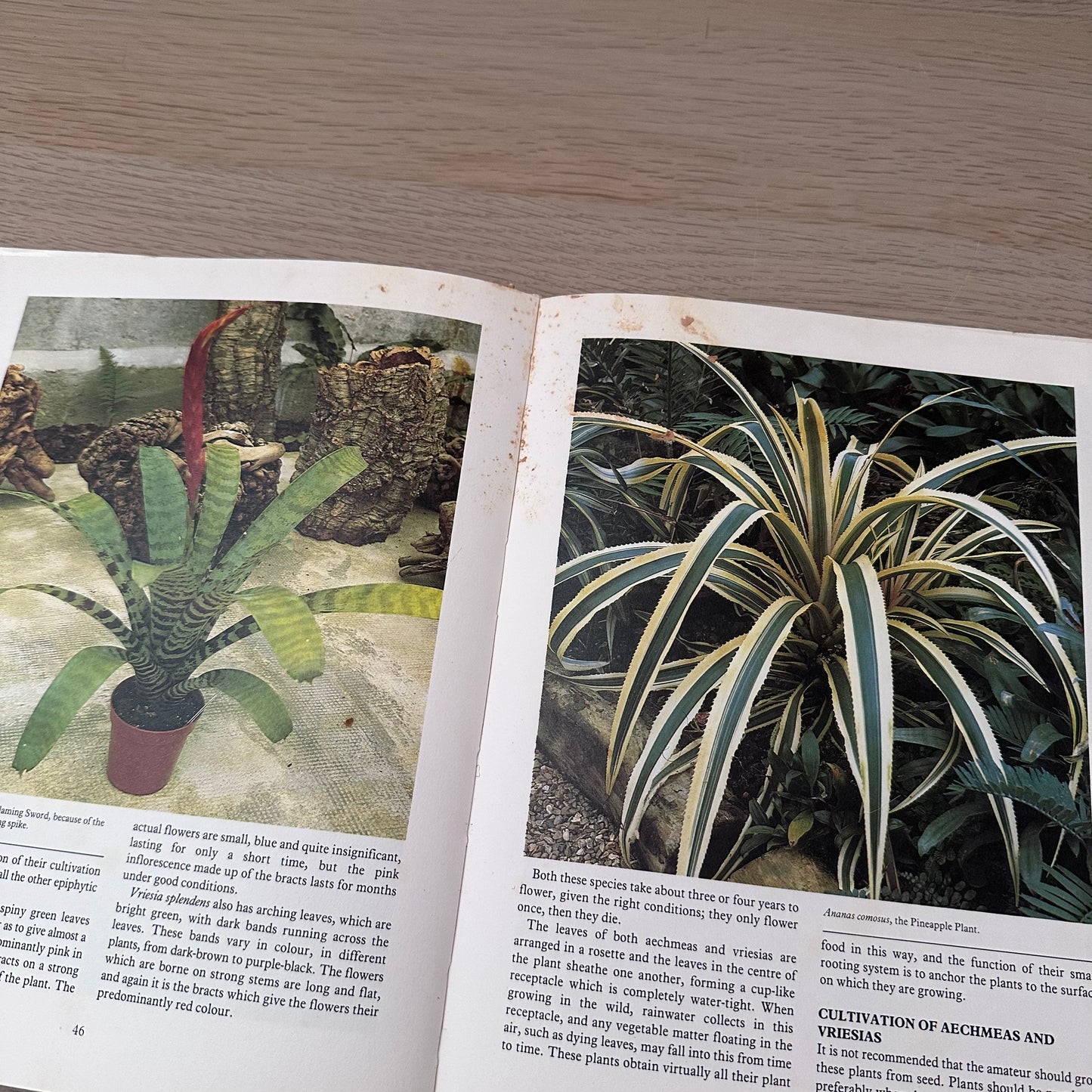 Flowering Pot Plants All Year Round | 1986 | Gordon Procter