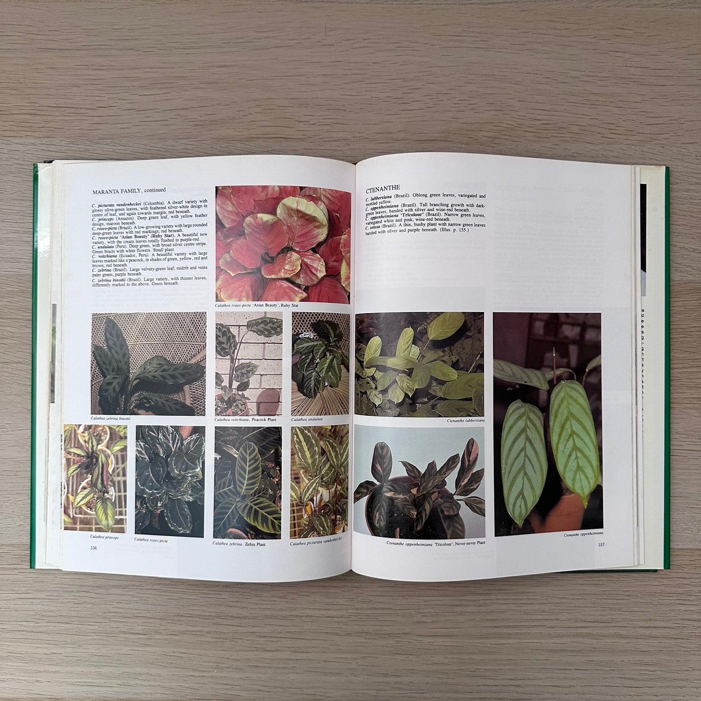 1000 Decorative Plants | 1983 | J.L. Krempin