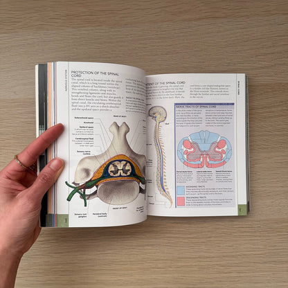The Concise Human Body Book | An Illustrated Guide