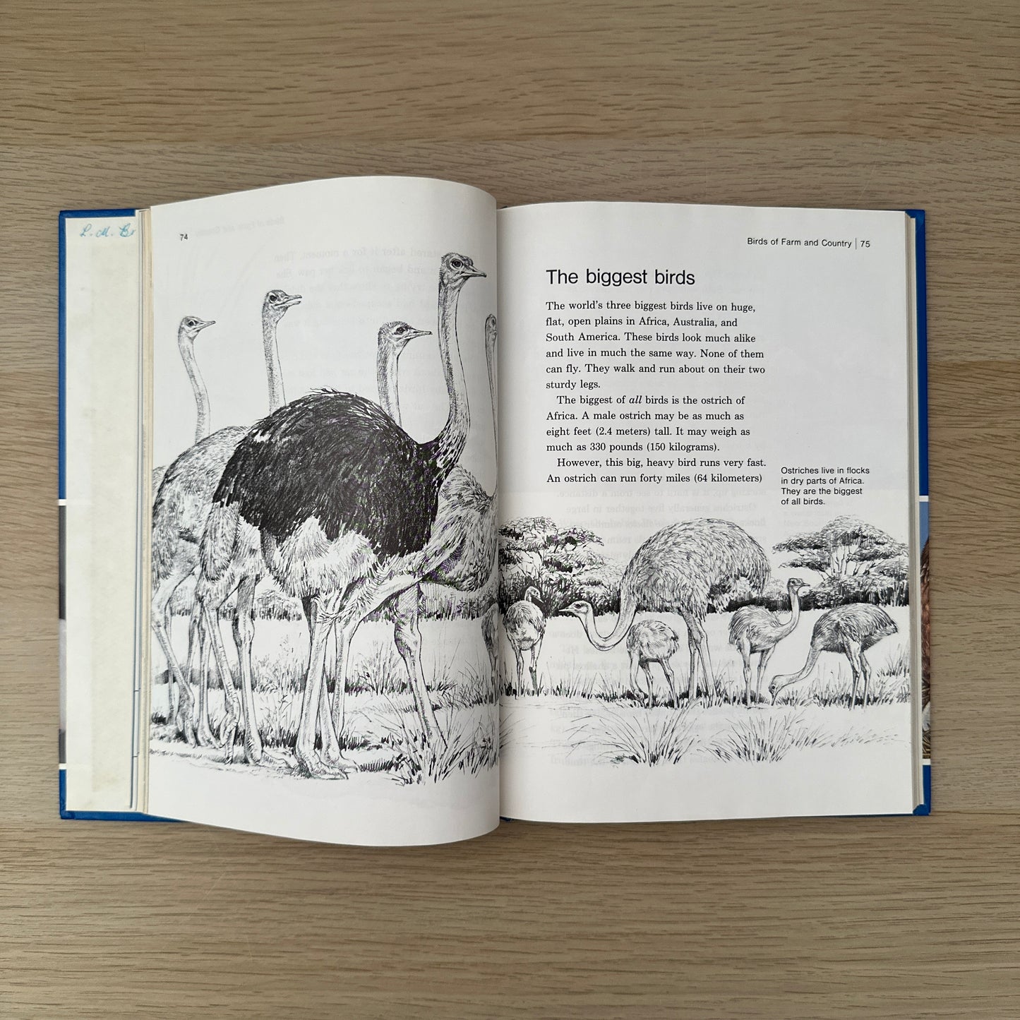 Feathered Friends | Supplement to Childcraft - The How and Why Library | 1983 | Childcraft