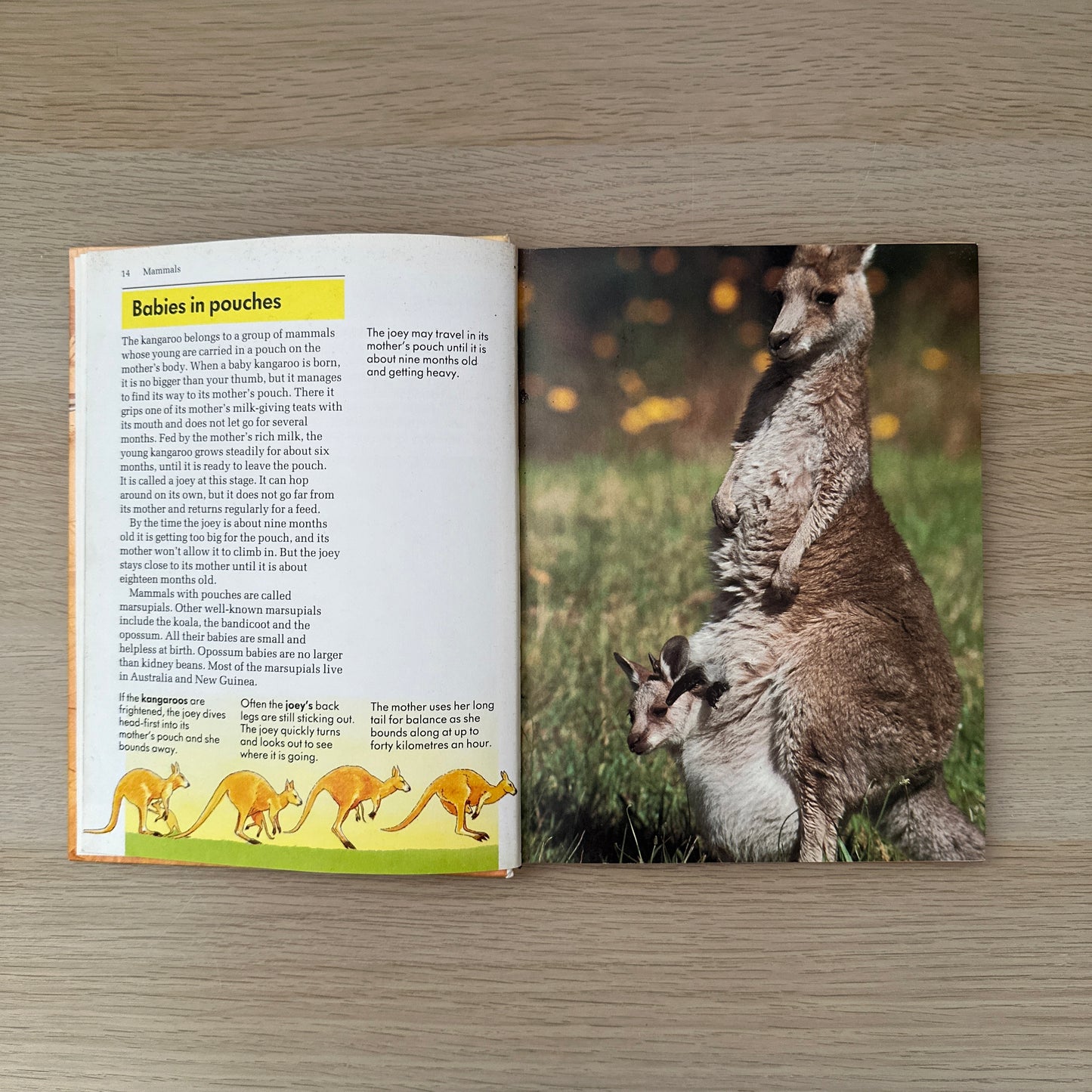 About Animals | Volume 3 | 1989 | Childcraft