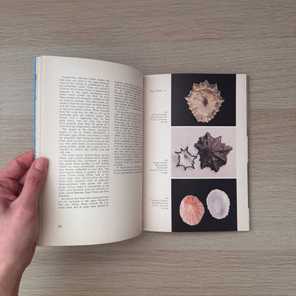 Tsitsikama Shore | R.M. Tietz & Dr. G.A. Robinson