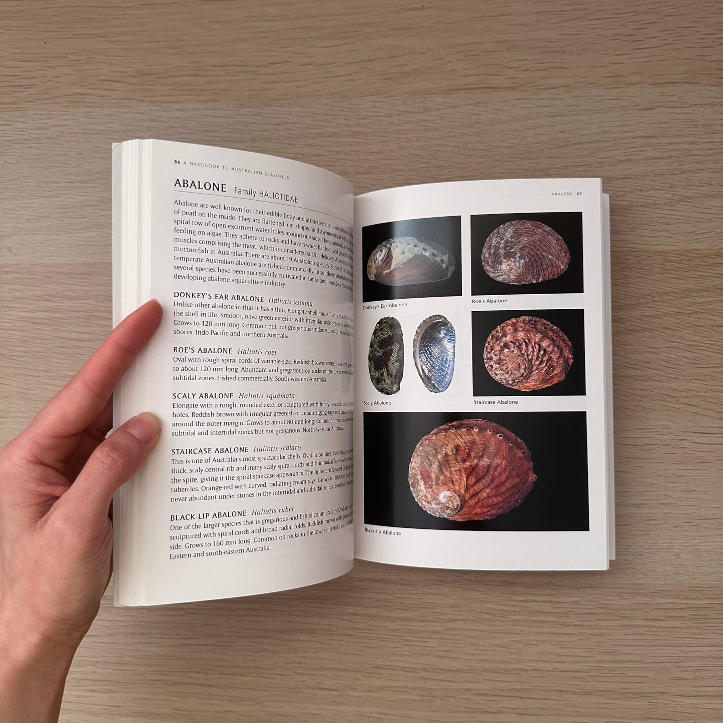 Seashells | Barry Wilson