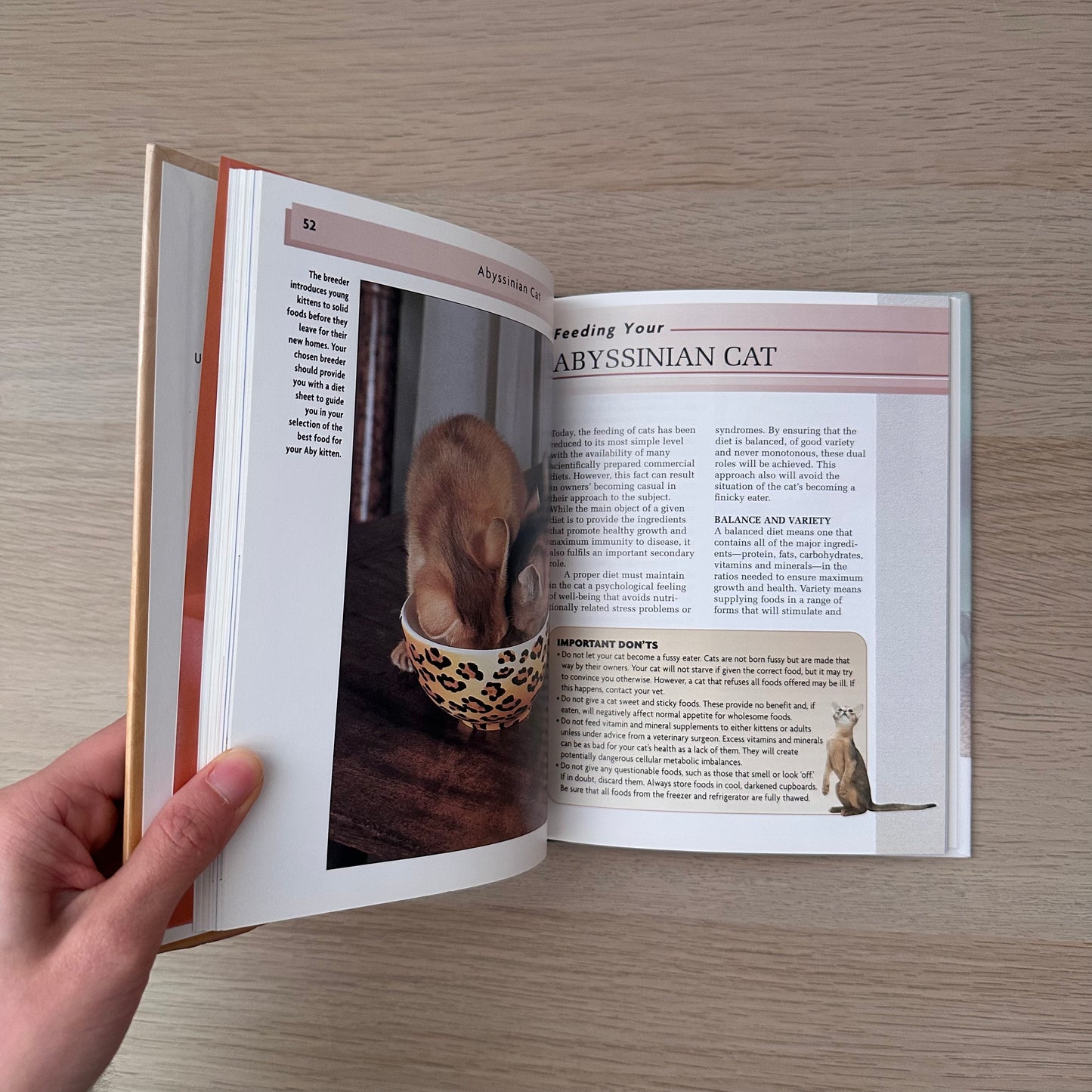 Abyssinian Cat | Virginia N. Tidwell