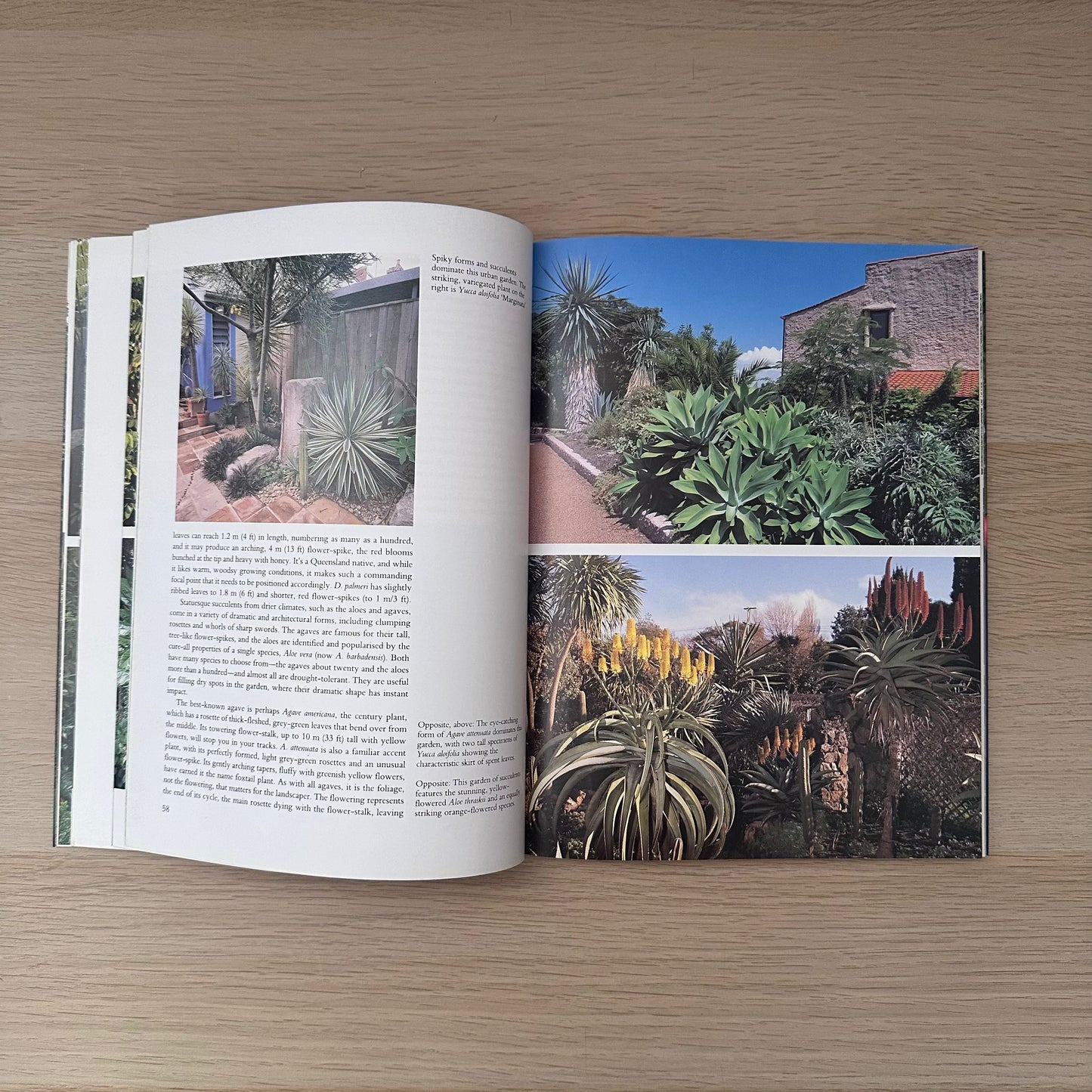 The Subtropical Garden | Gil Hanly And Jacqueline Walker