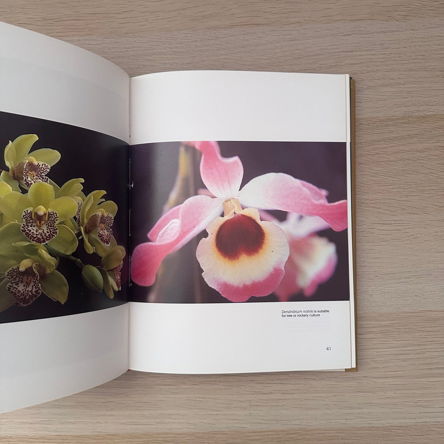 Orchids for the Australian Garden | Keith Irvine