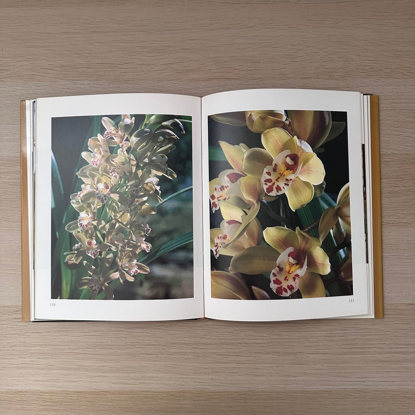 Orchids for the Australian Garden | Keith Irvine