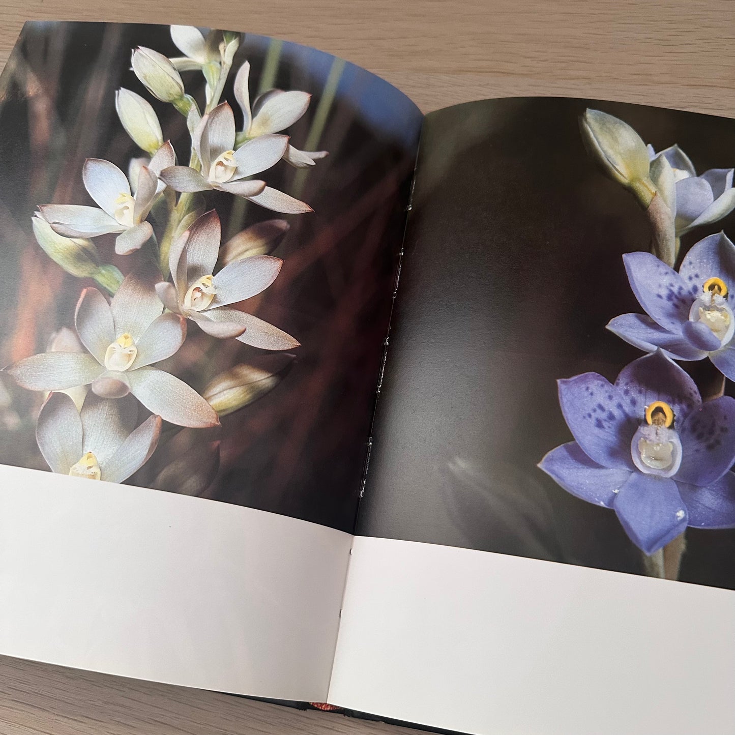 Orchids for the Australian Garden | Keith Irvine