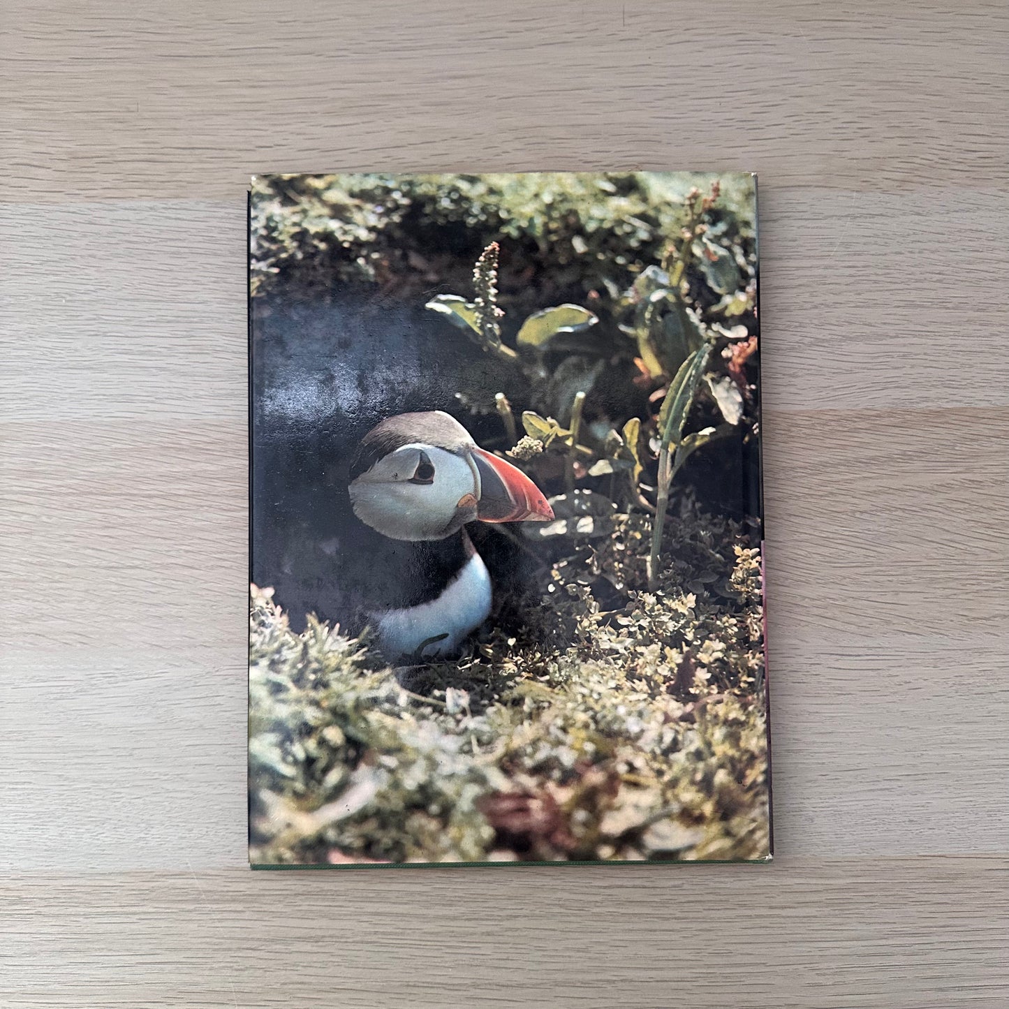 The World of Birds | 1971 | Malcolm Ellis