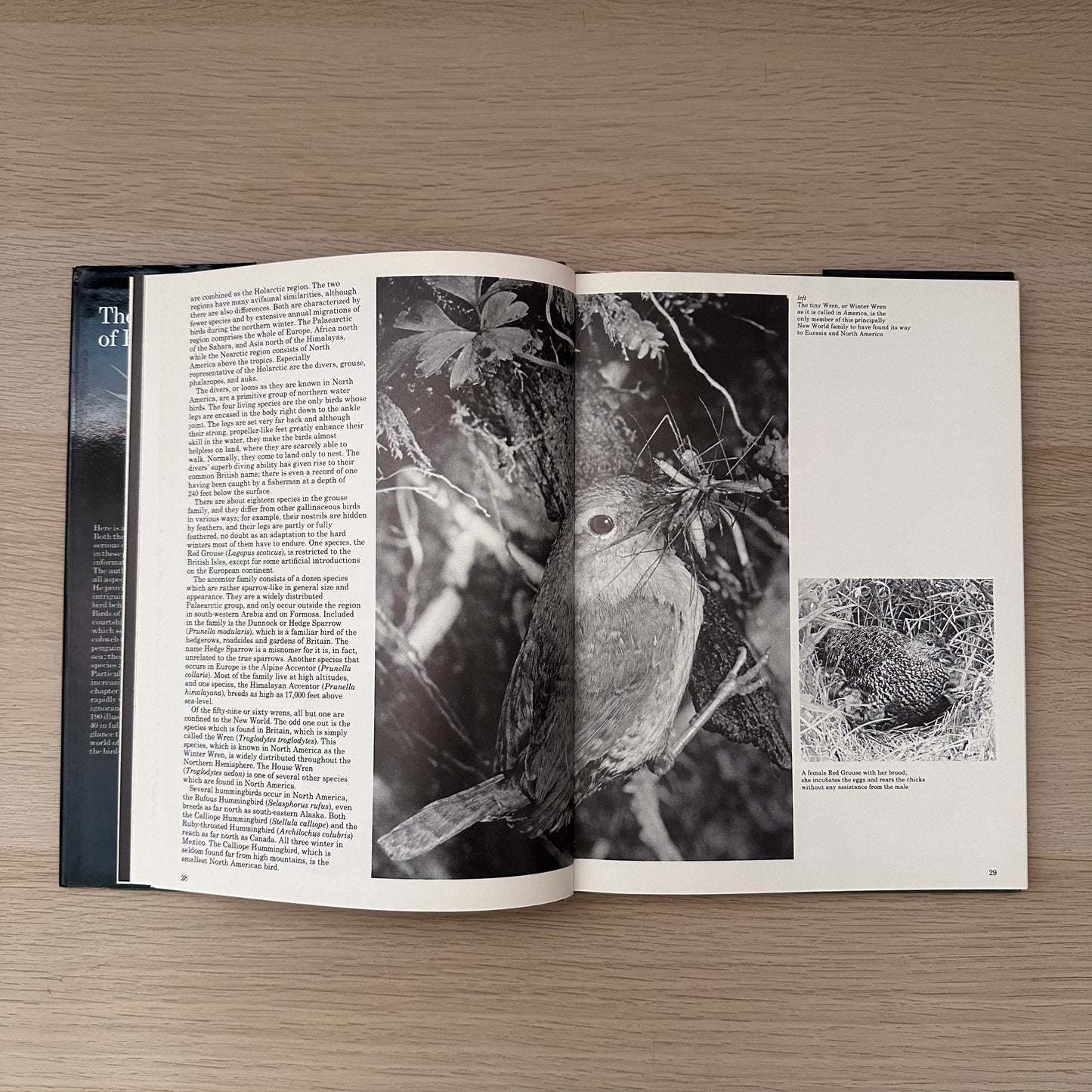 The World of Birds | 1971 | Malcolm Ellis