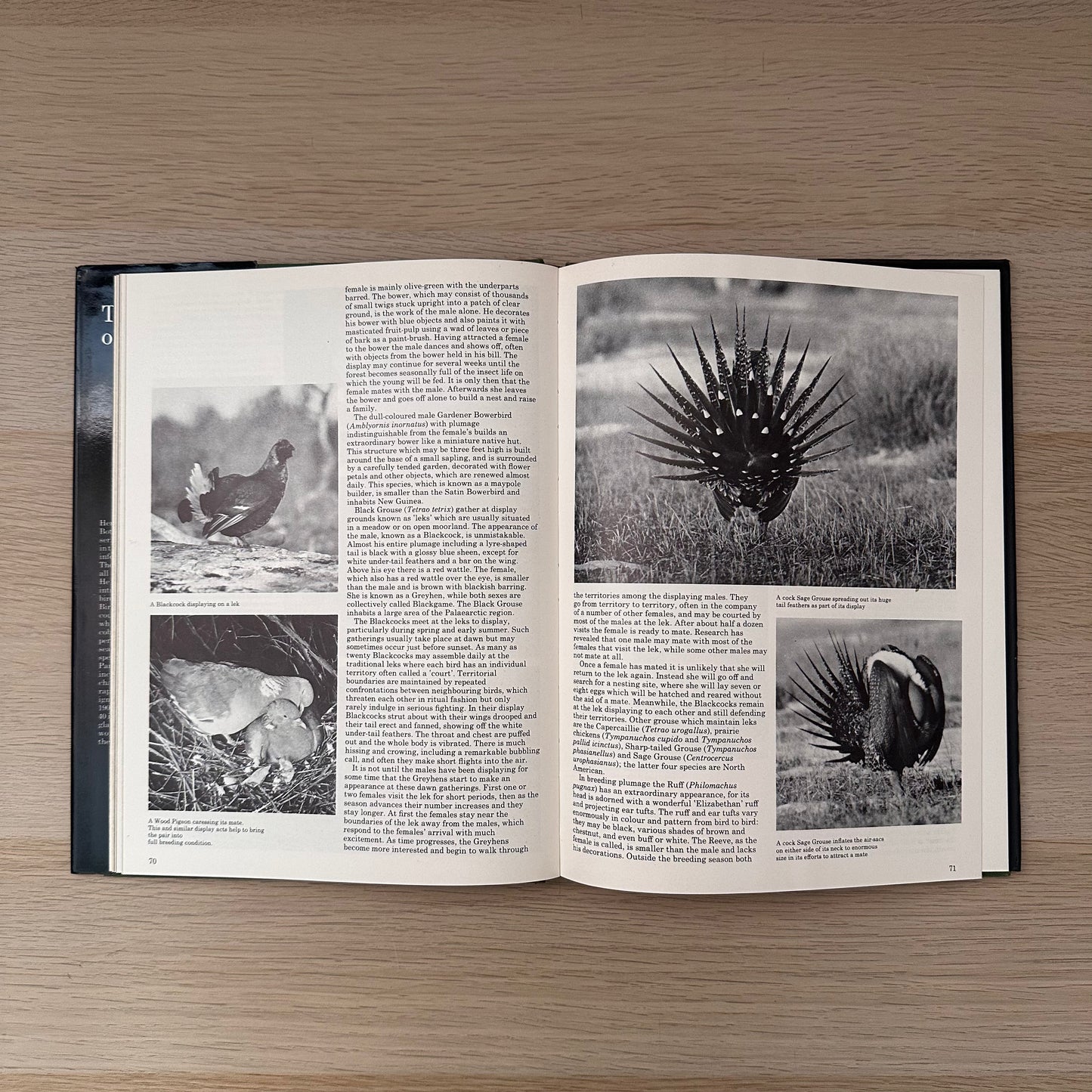 The World of Birds | 1971 | Malcolm Ellis