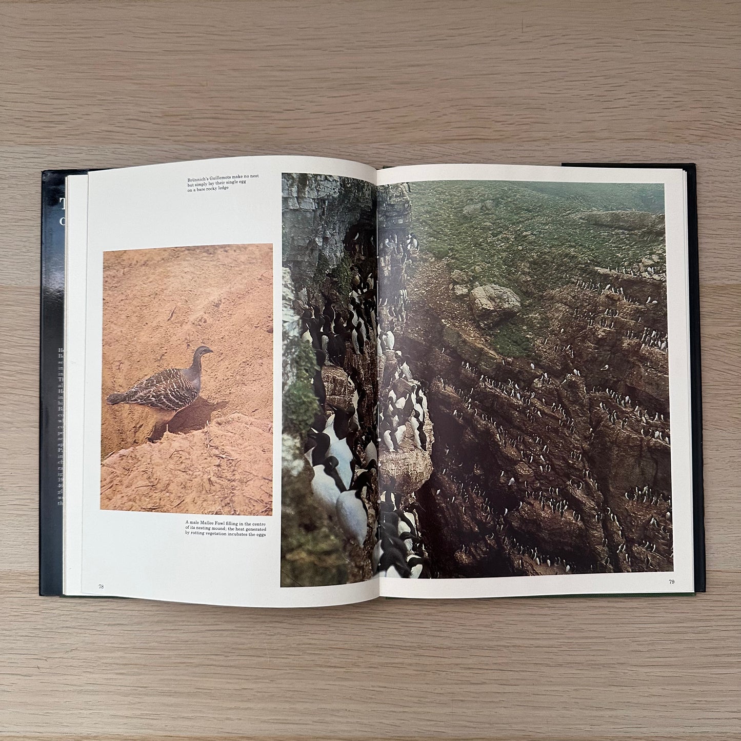 The World of Birds | 1971 | Malcolm Ellis