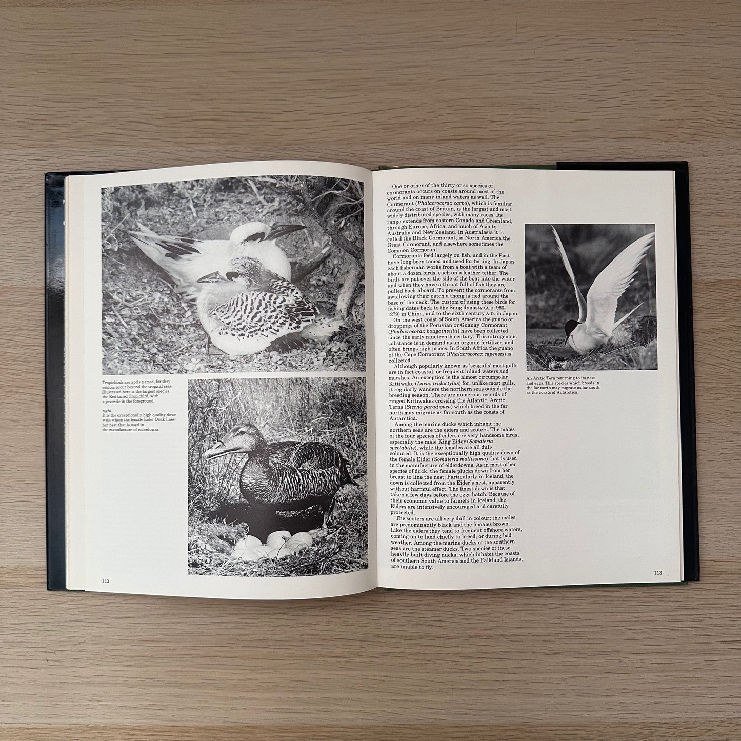 The World of Birds | 1971 | Malcolm Ellis